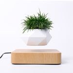 Magnetic Floating Levitating Plant Pot for Plants with Oak Wood Base